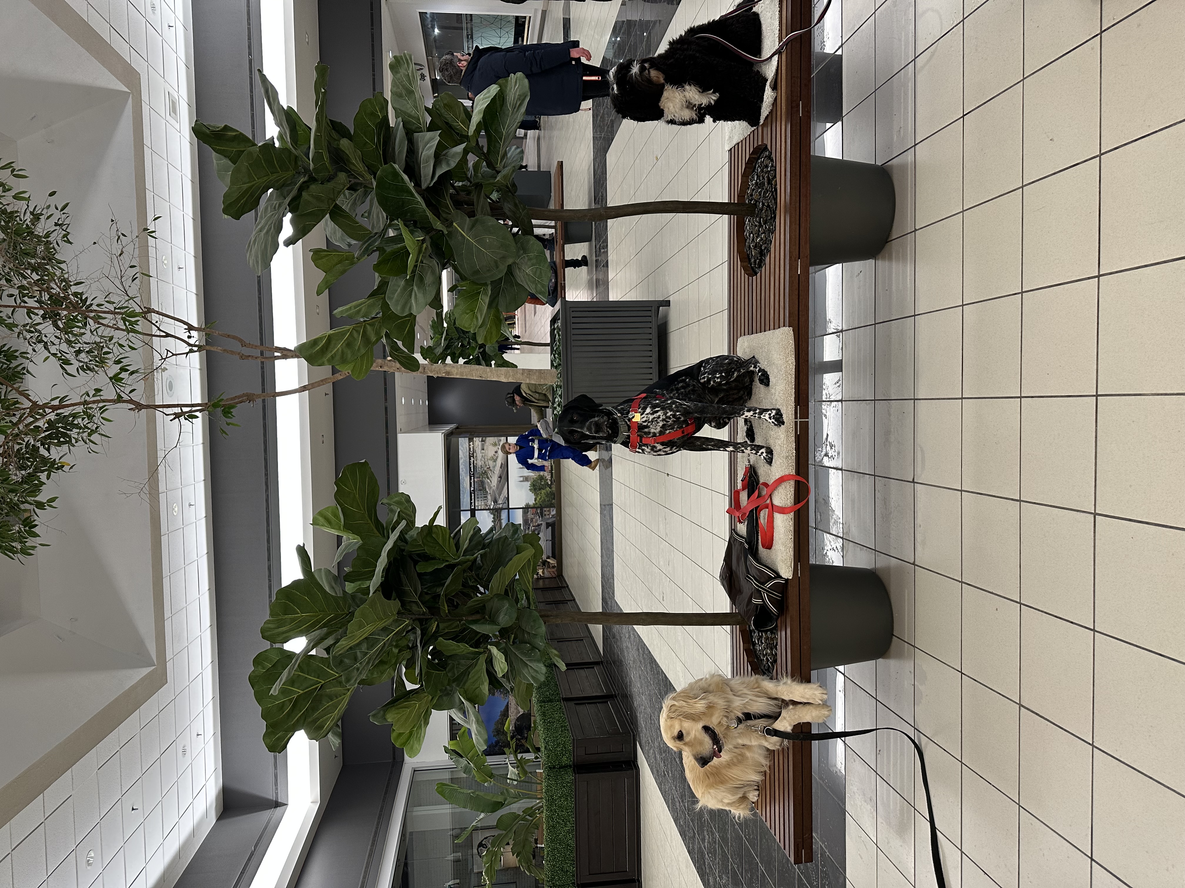 Two dogs relaxing on couch after training