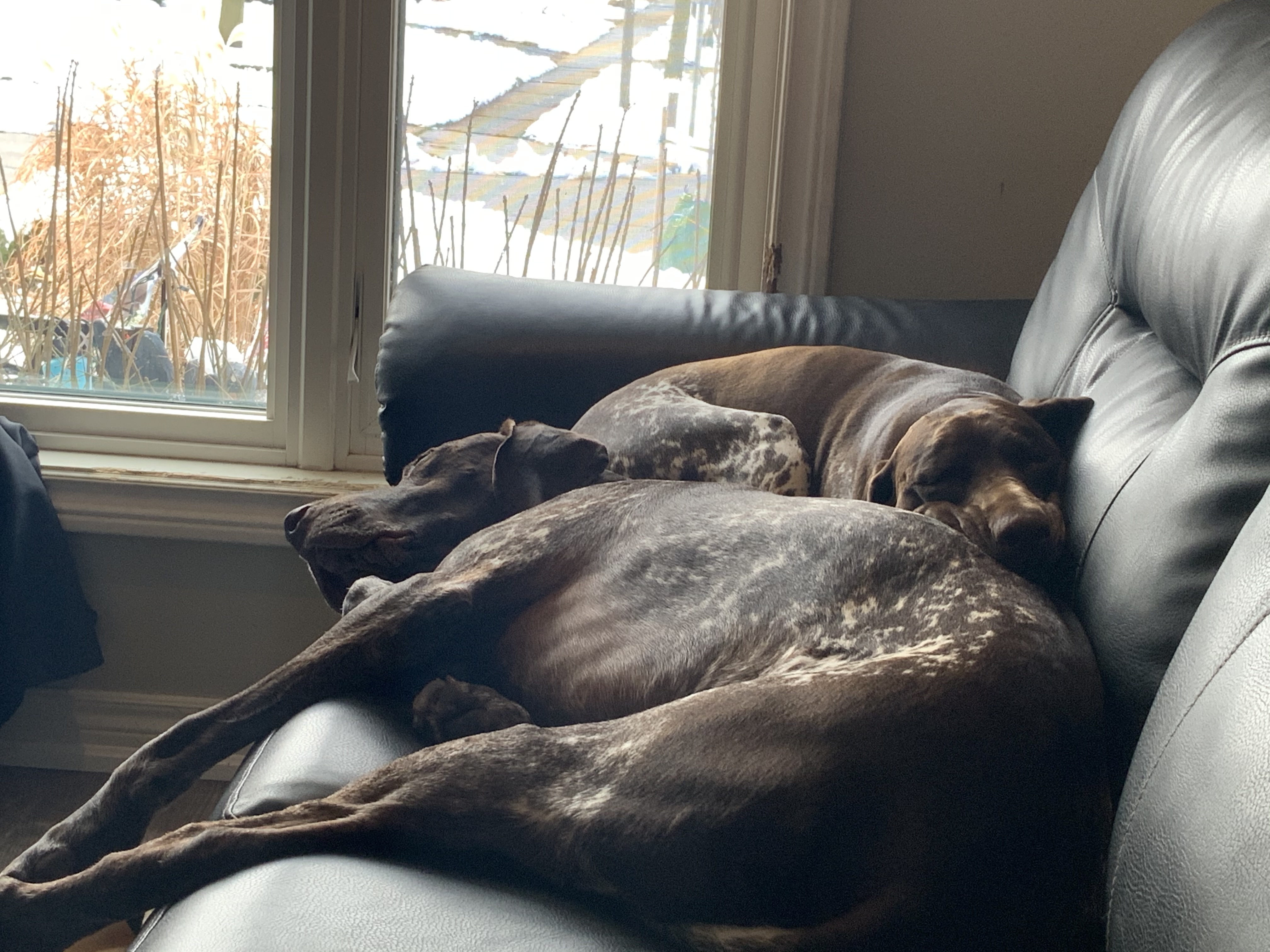 Black and white pointer standing proudly on log