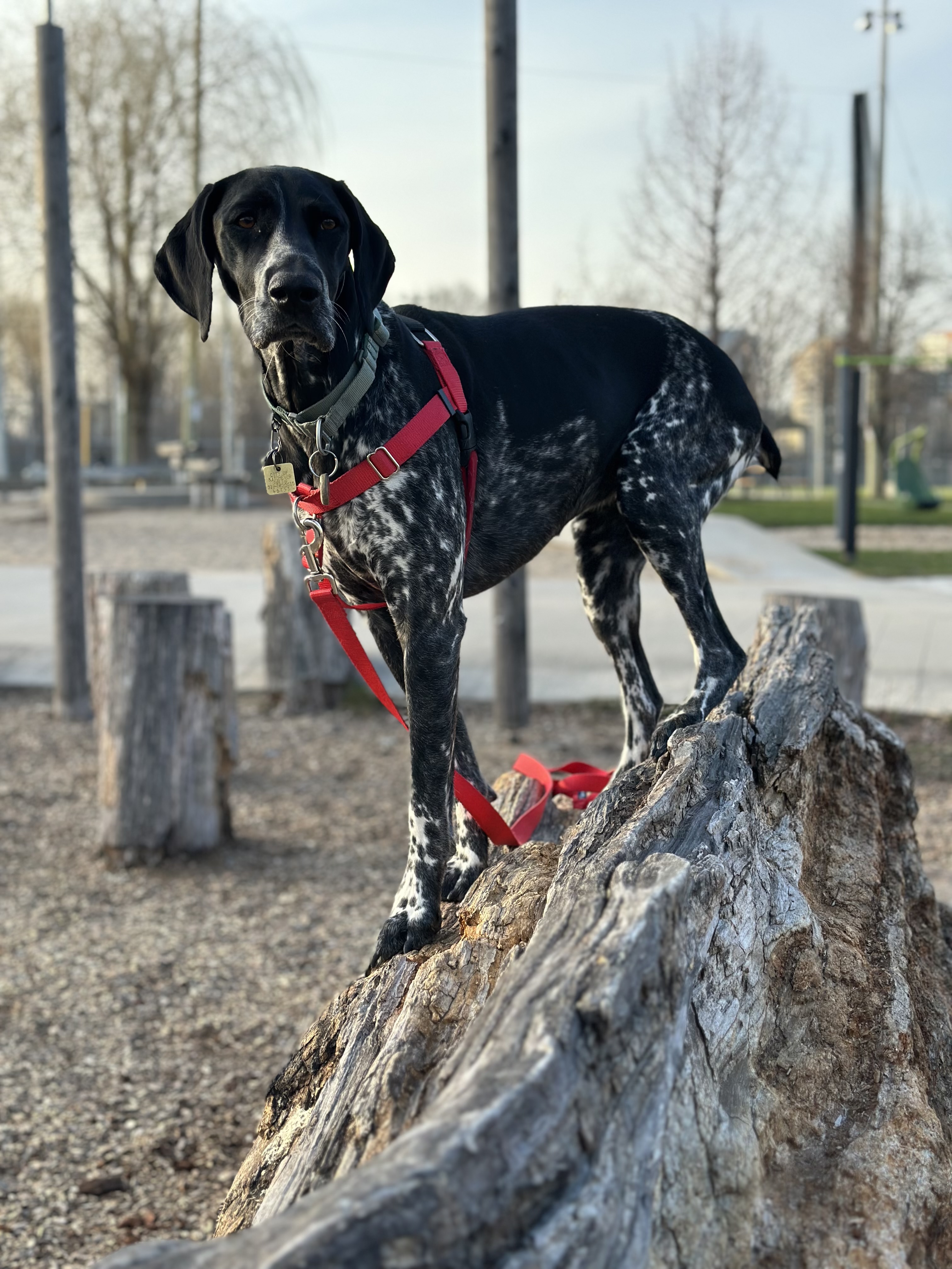 Pointer and Golden Retriever posing together outdoors