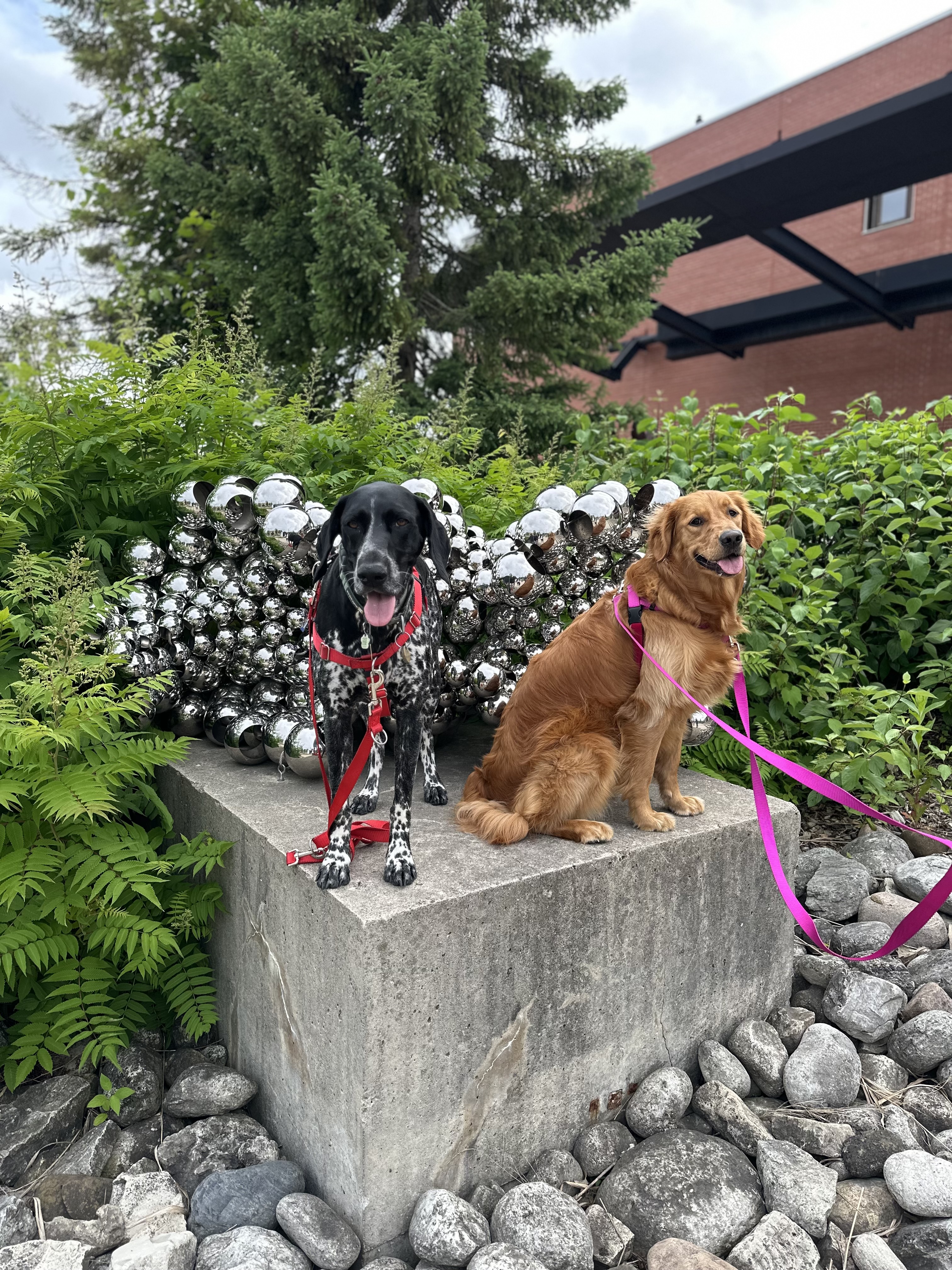 Three German Shorthaired Pointers on park bench