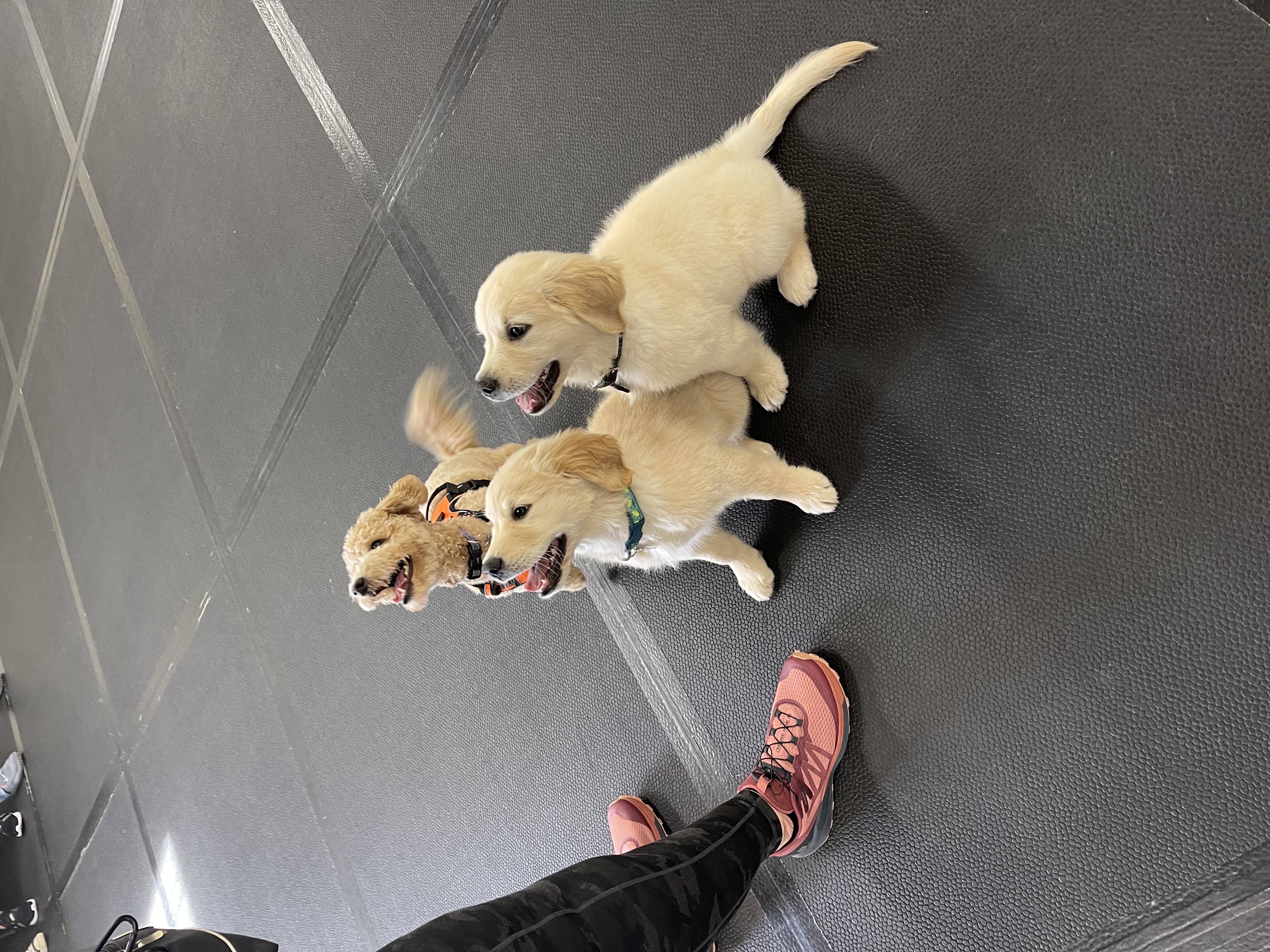 Golden Retriever puppies playing during class