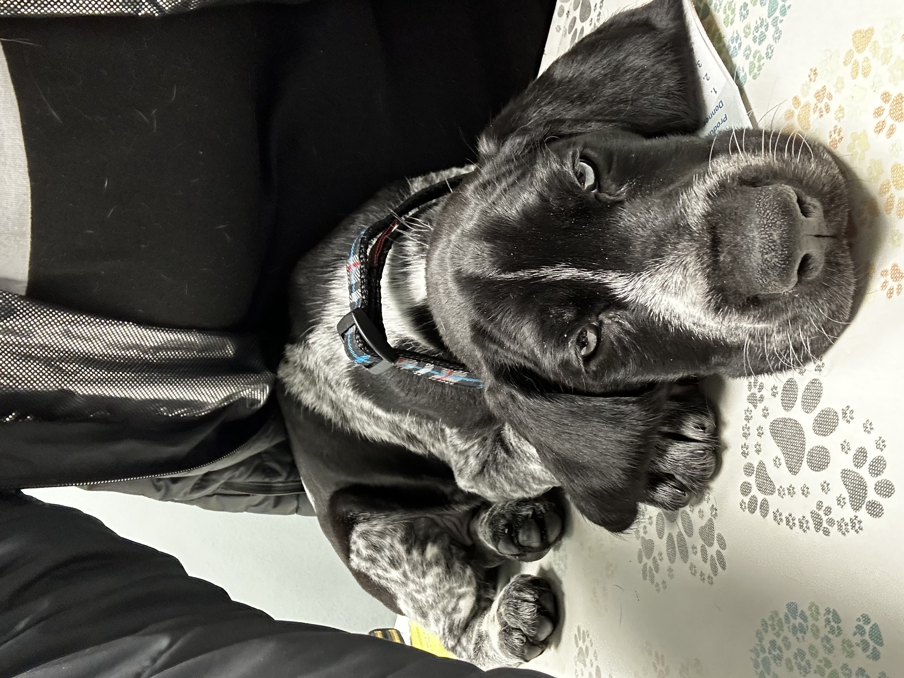 Golden Retriever puppies playing during class