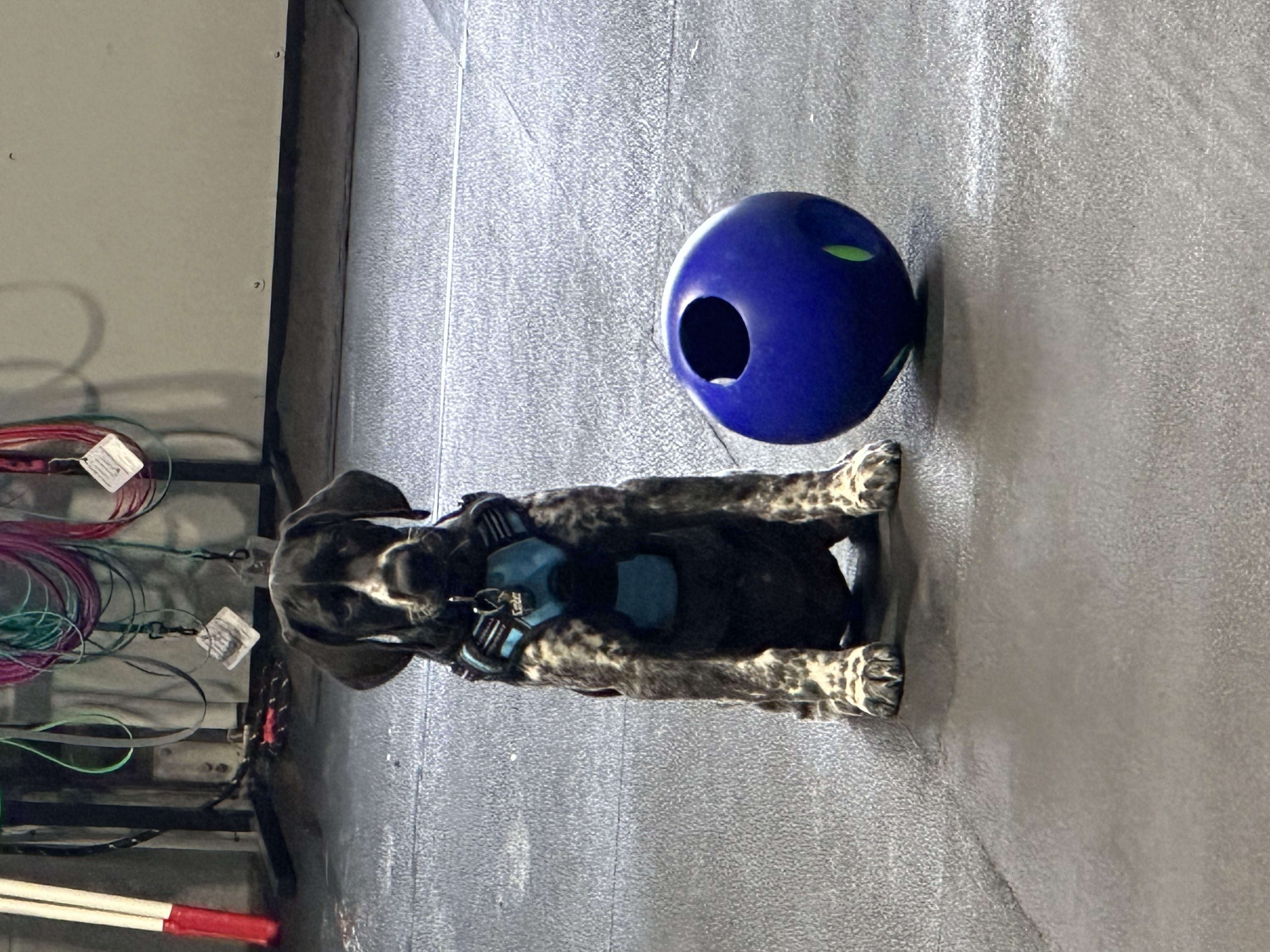 Black Labrador puppy in training session