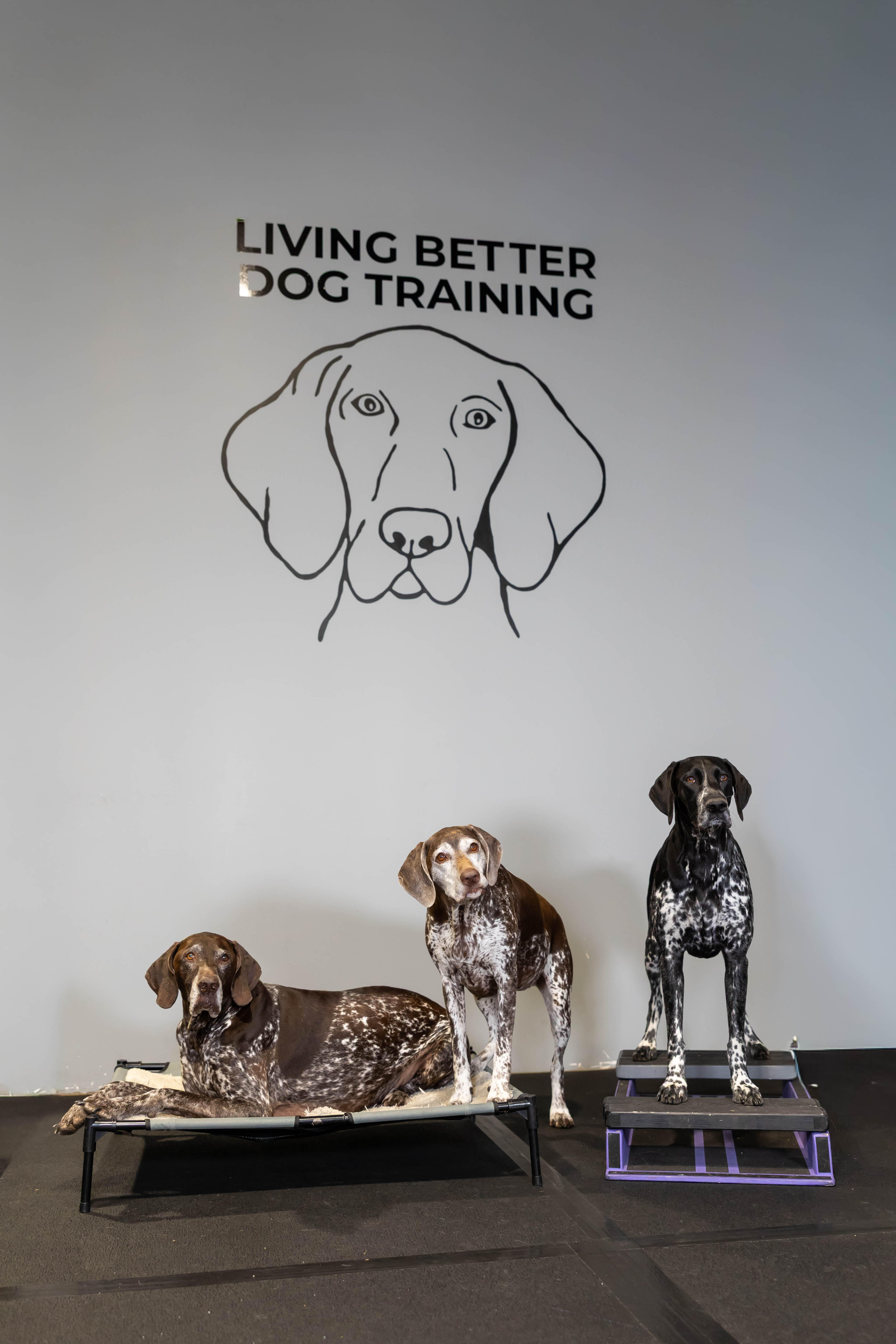 Three German Shorthaired Pointers at Living Better Dog Training
