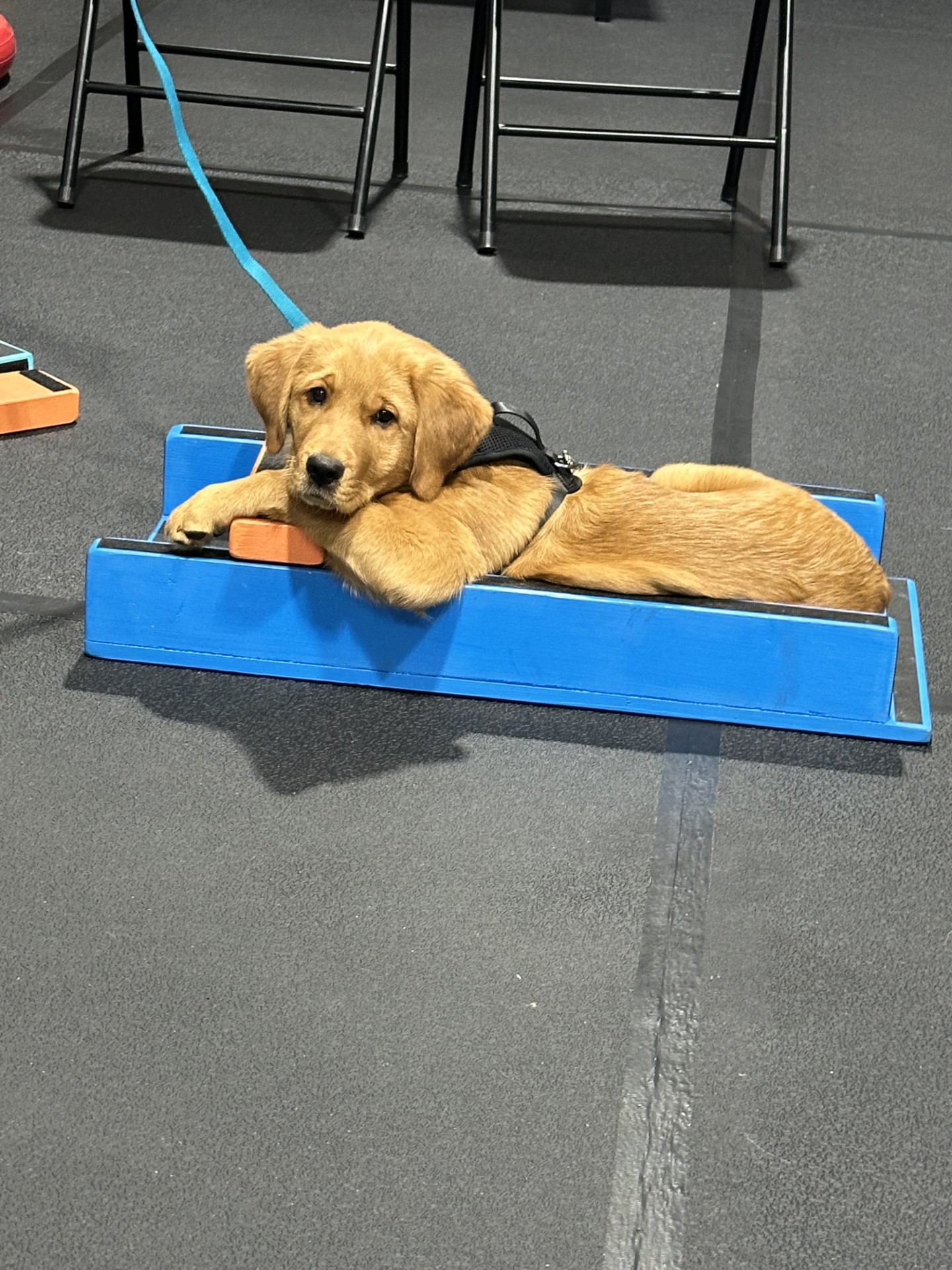 Celebrating training achievements with happy dogs
