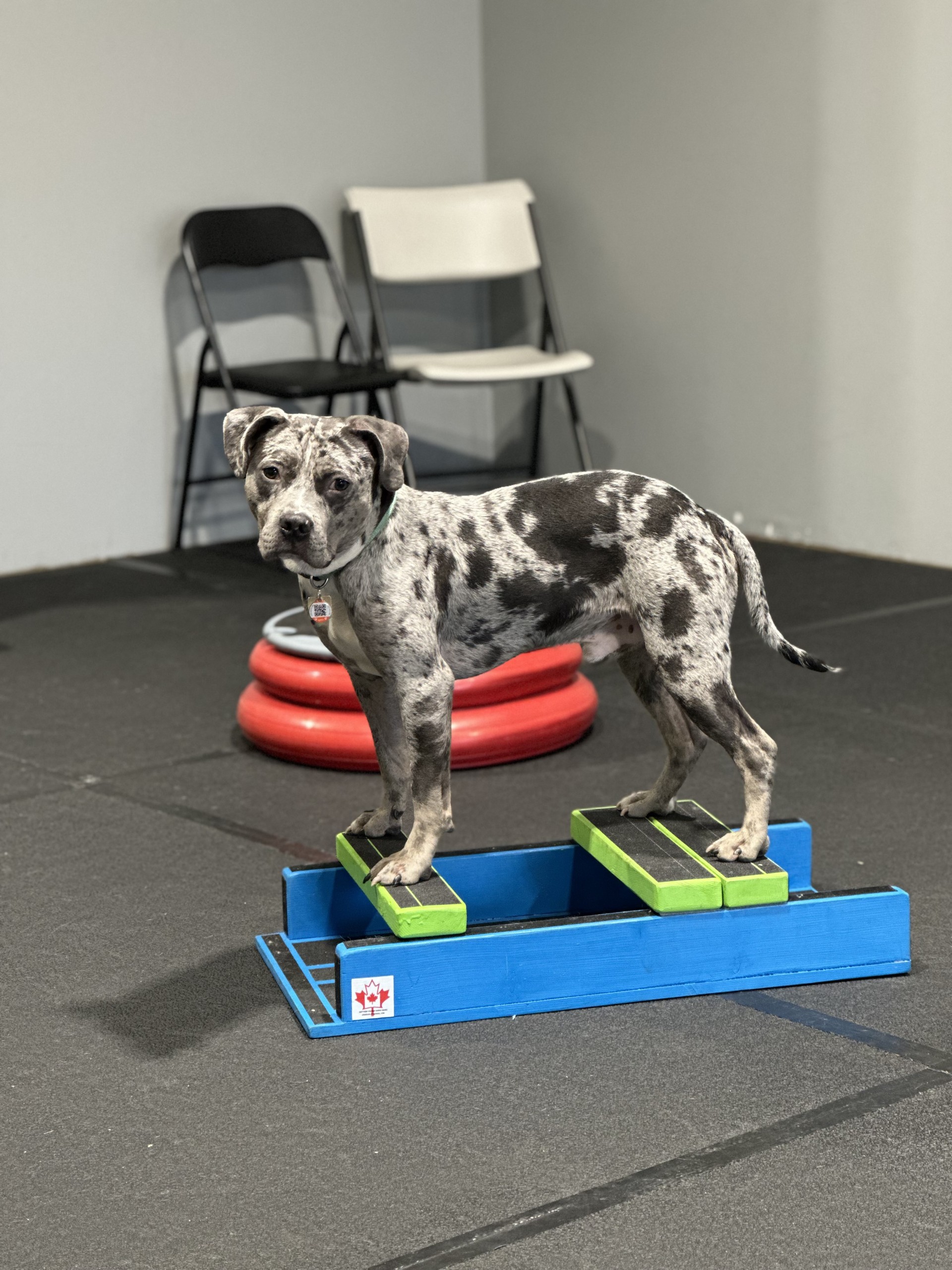 Dog showing improved behavior through positive training