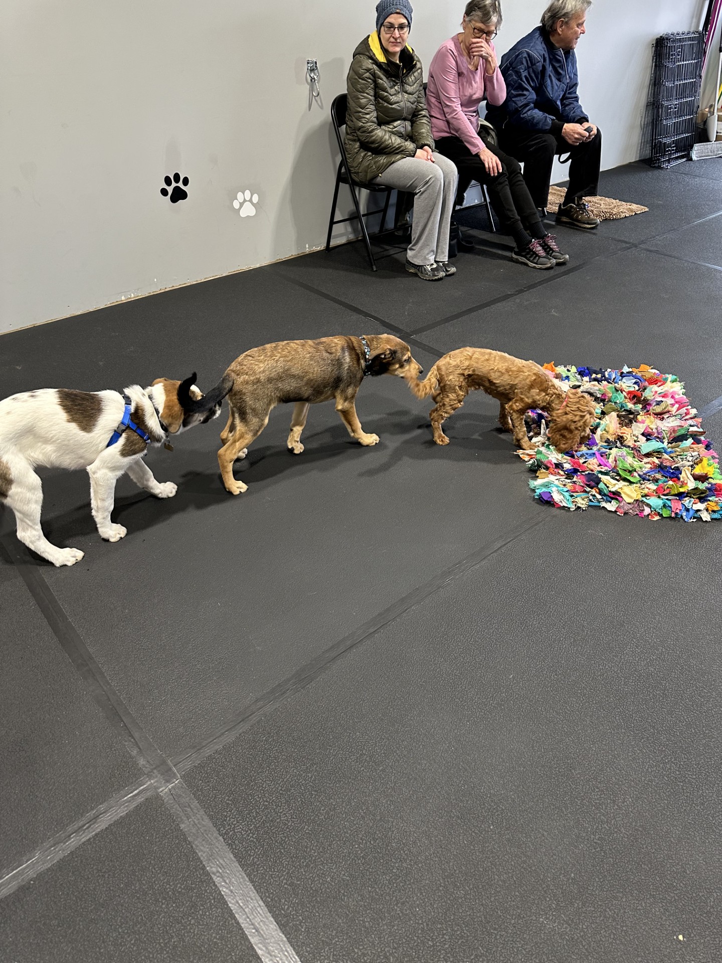 Successful training moment between dog and owner