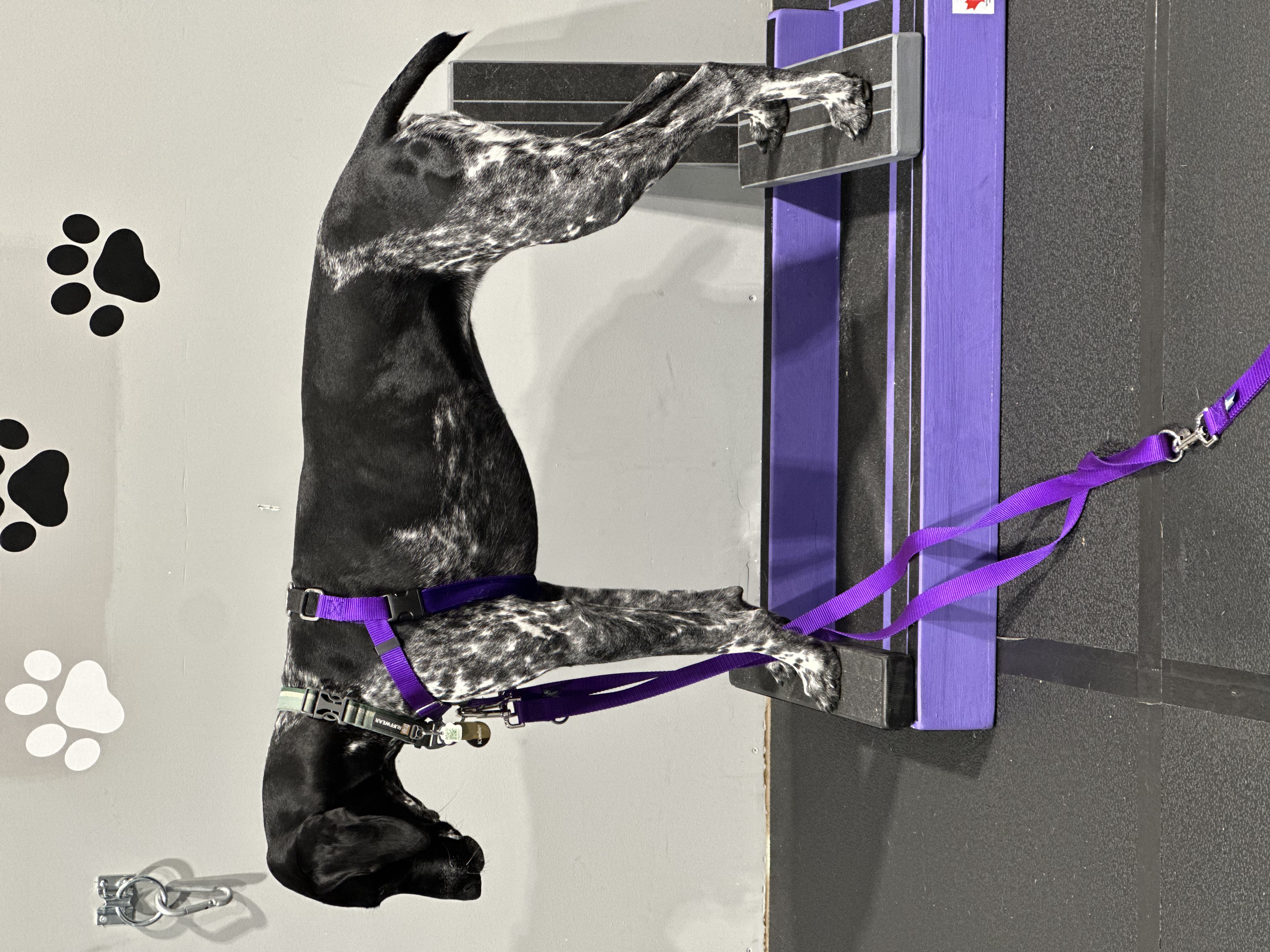 German Shorthaired Pointer practicing platform training