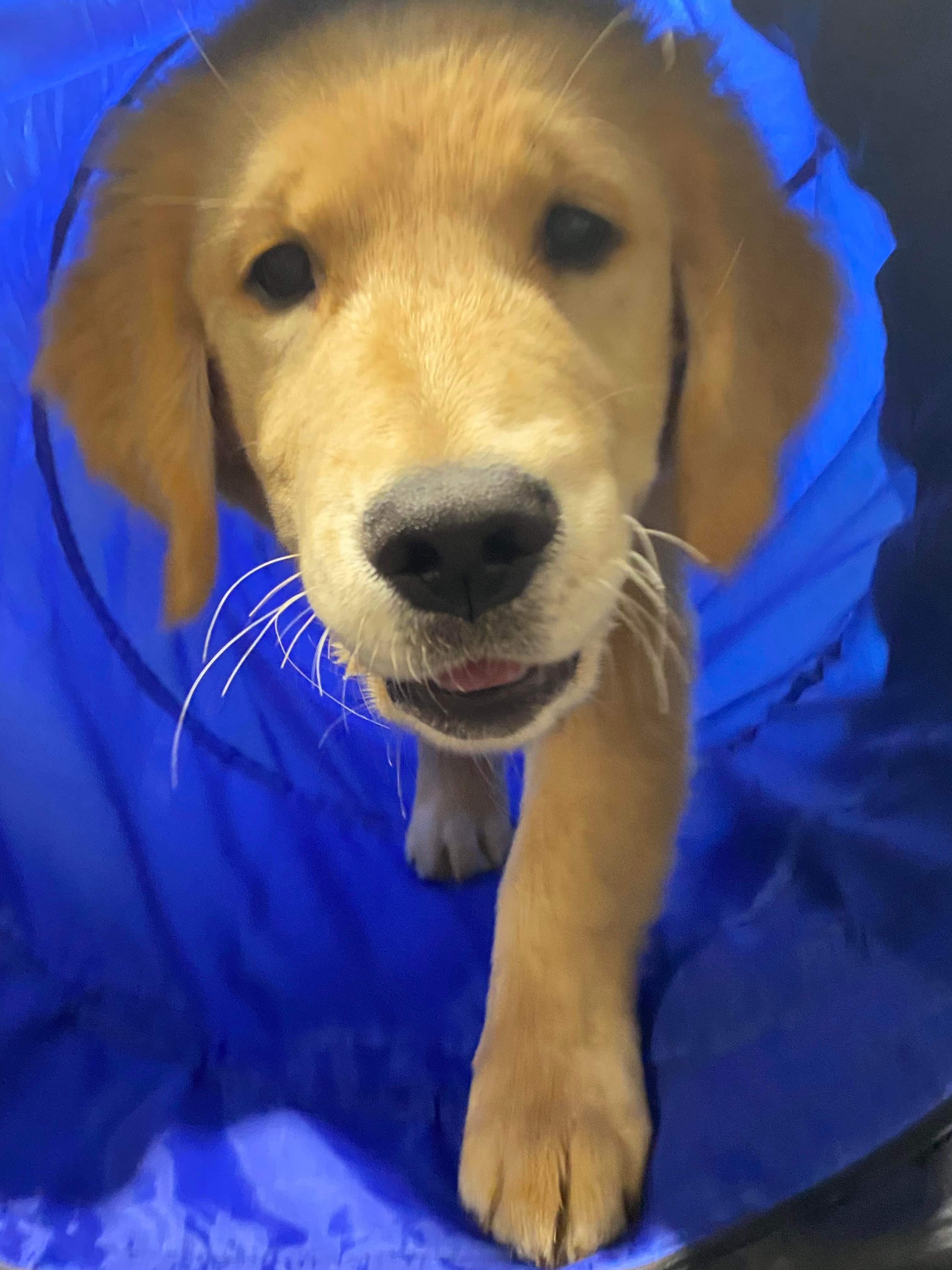 Dog showing confident behavior after training