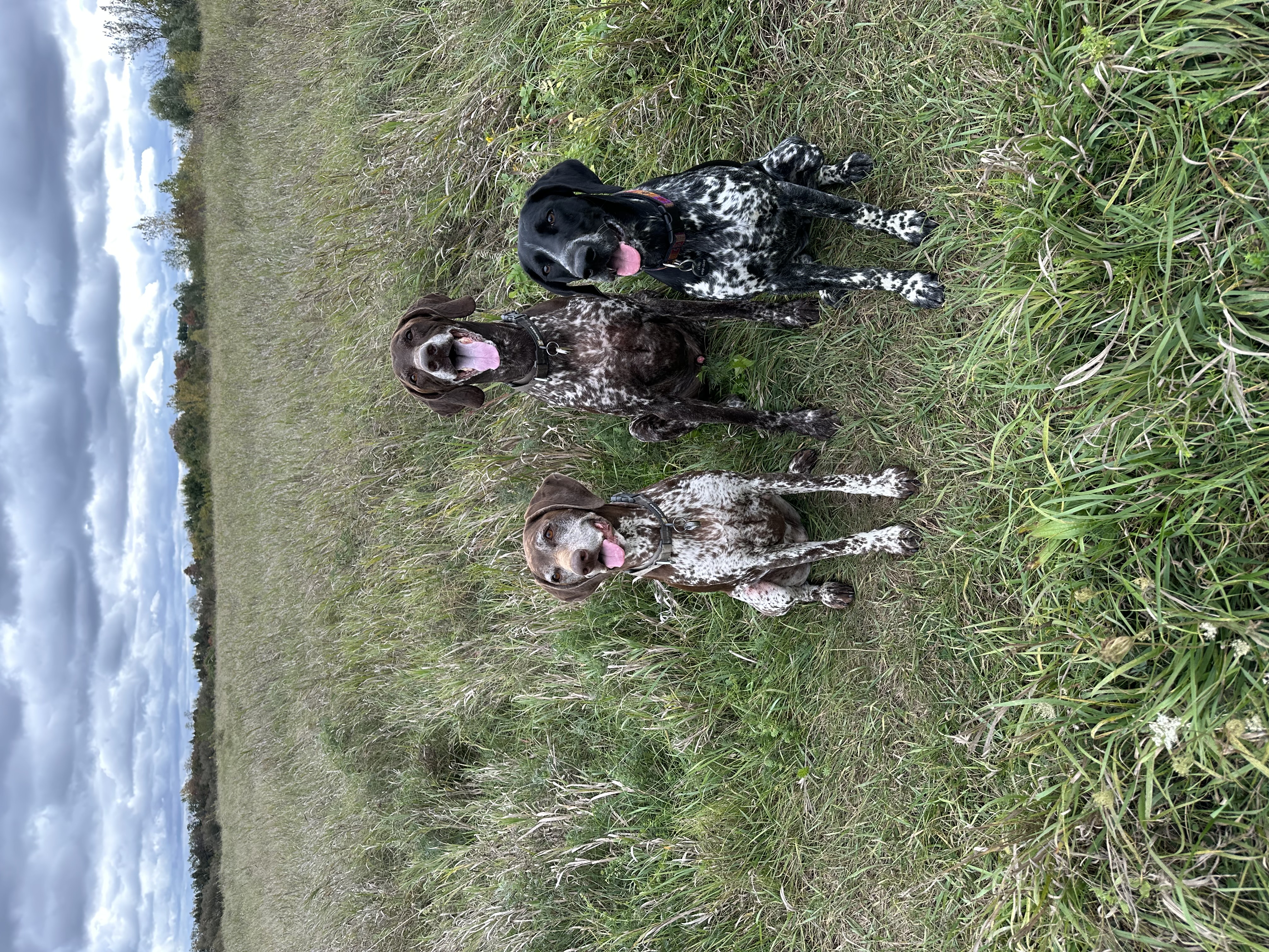 German Shorthaired Pointer practicing place command