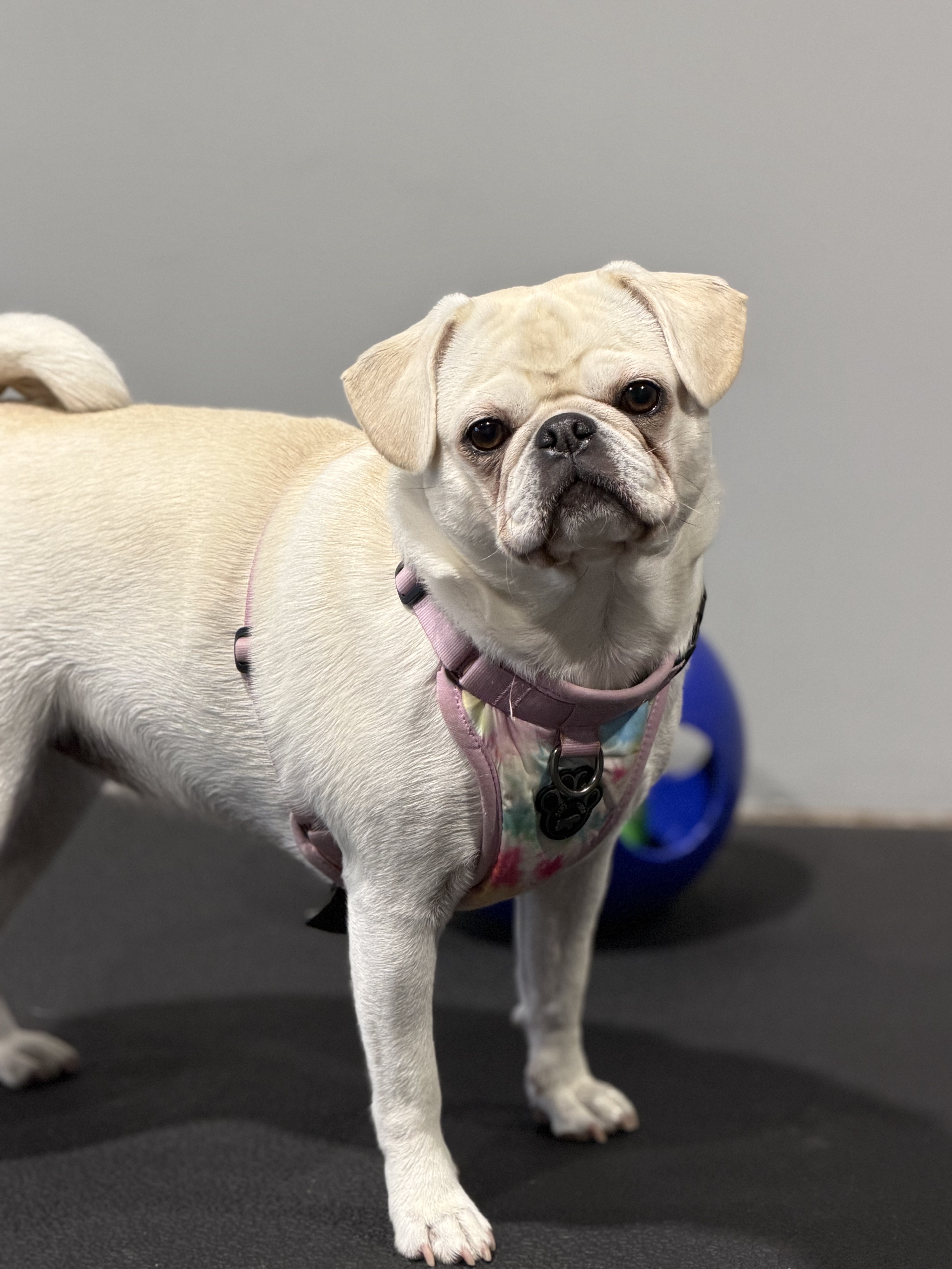 Pug mix in training harness at facility