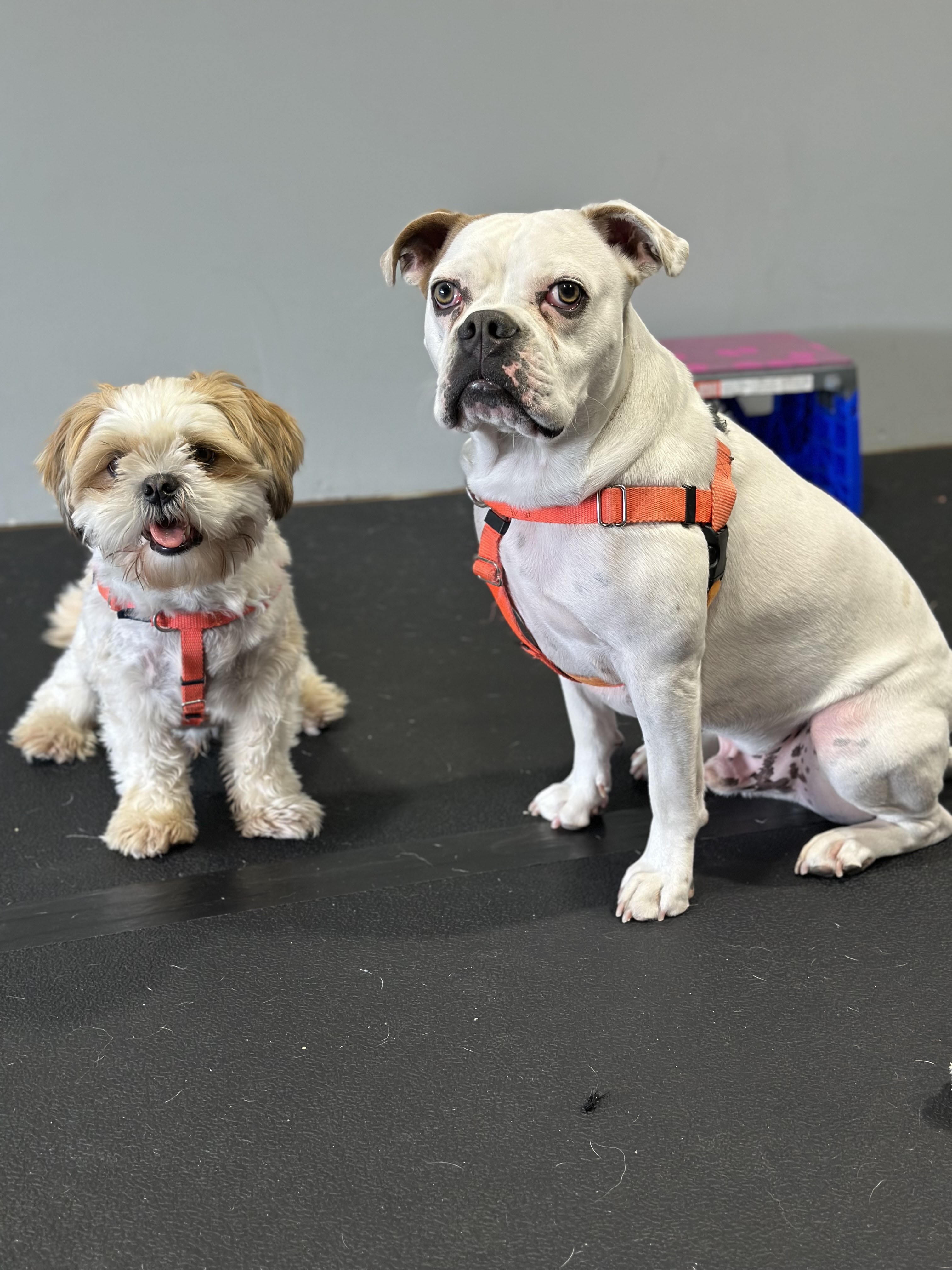 Small and large dogs sitting together in training class