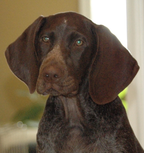 German Shorthaired Pointer portrait
