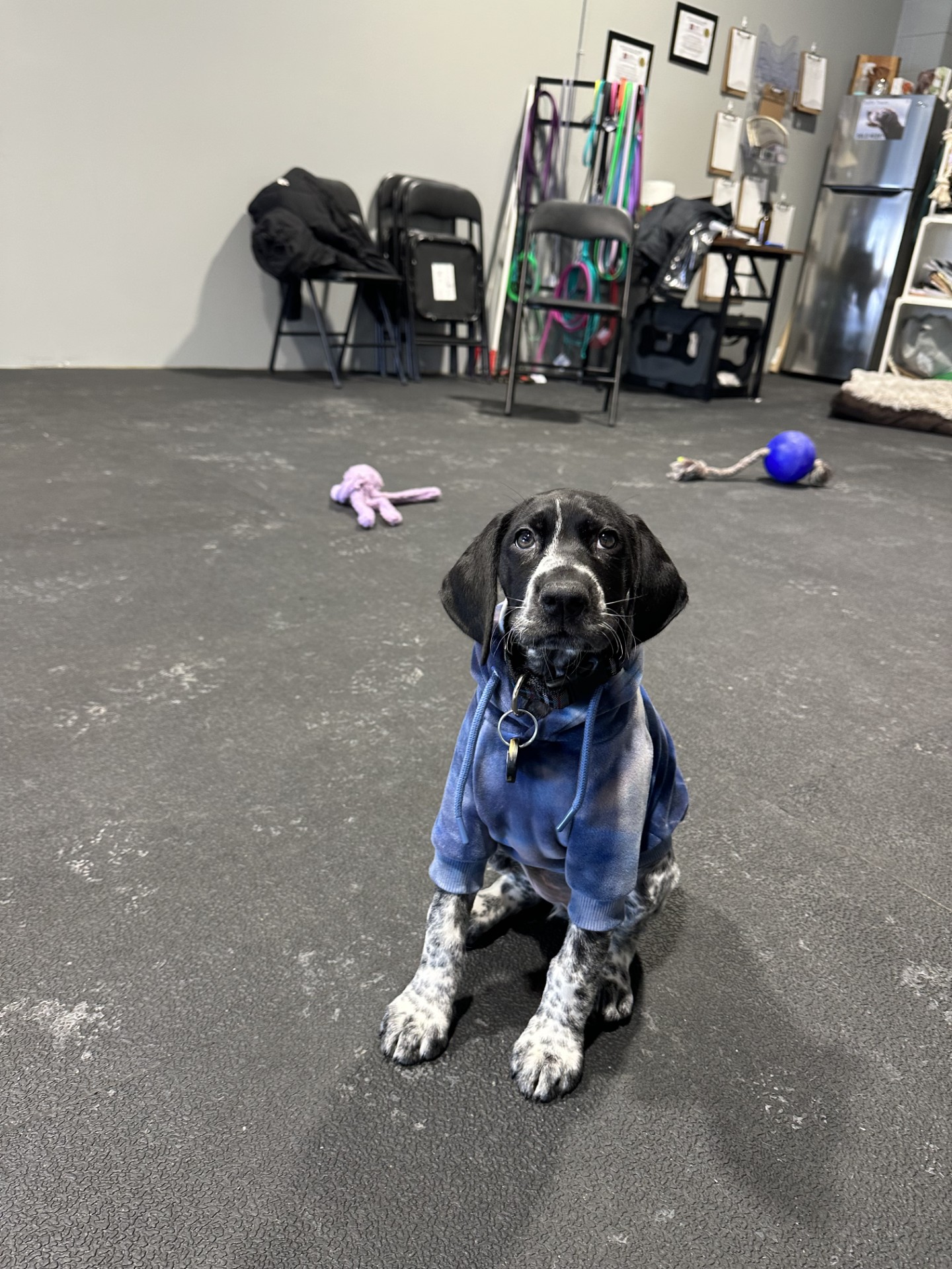 Happy dog participating in group training class
