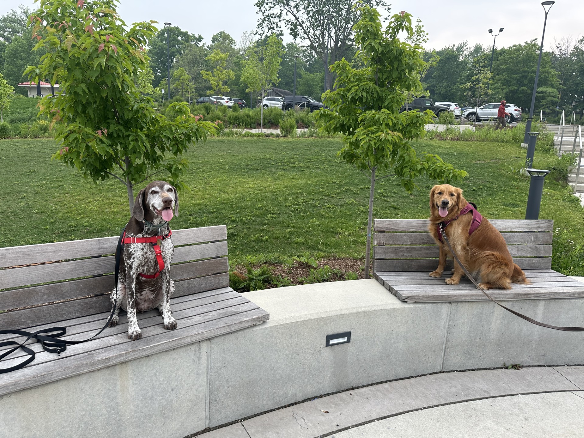 Dog practicing recall training in outdoor setting